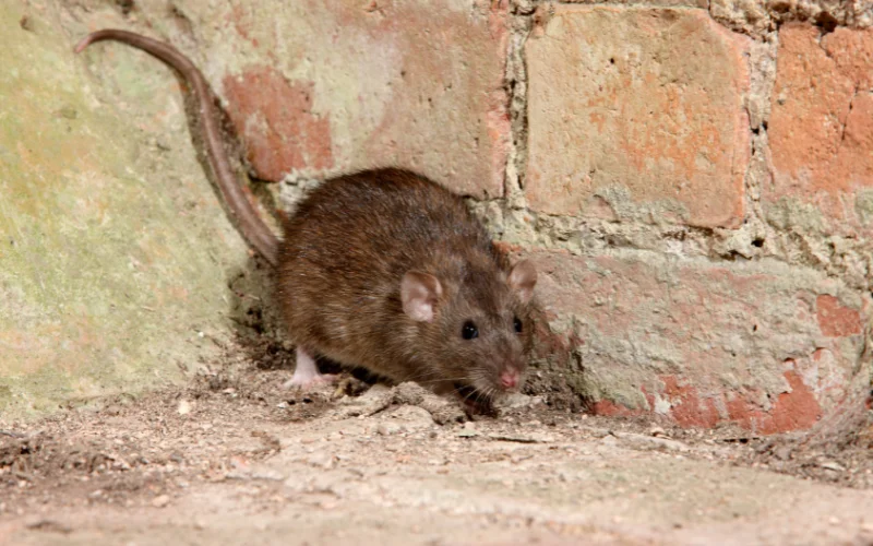 rats