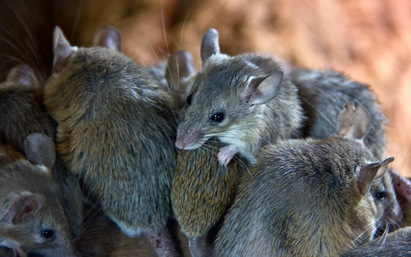 souris