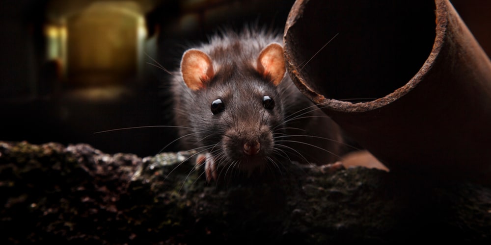 L Utilisation D Acide Chlorhydrique Contre Les Rats