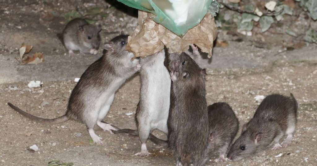 Combien De Rat Par Habitant A Paris Combien y'a-t-il de rats à Paris ? - Euroclean France