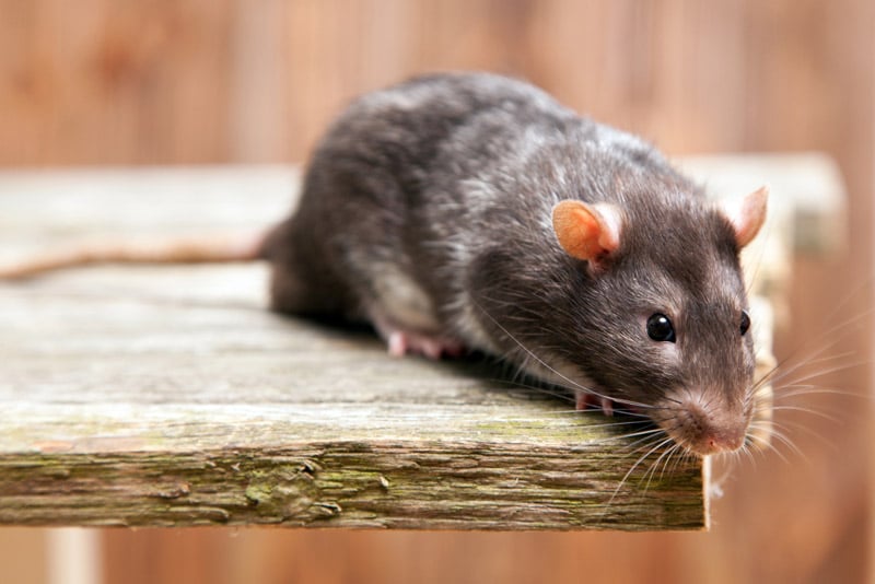 Combien De Rat Par Habitant A Paris Dératisation - Euroclean France